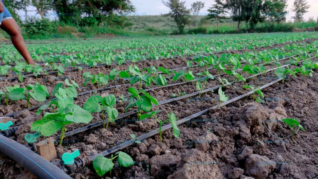 Quarter-Acre Drip Irrigation Kit